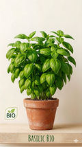 Basilic