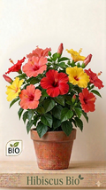Hibiscus