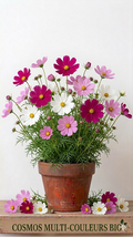 Cosmos