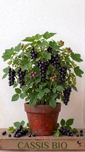 Cassis