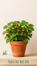 Fraise des bois