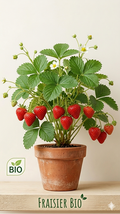 Fraise