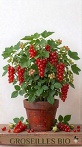 Groseilles