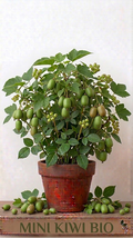 Kiwi mini