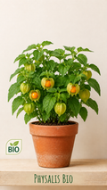Physalis