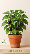 Aubergine
