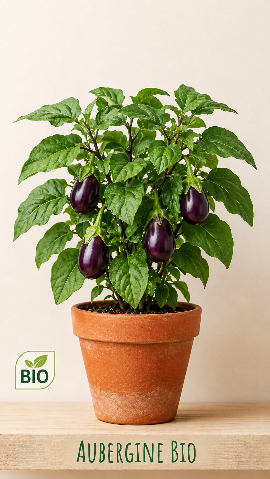 Aubergine