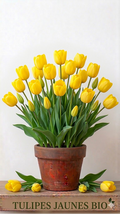 Image montrant un pot de fleurs avec à l'intérieur une fleur de tulipe
